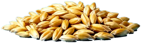 Toasted malt