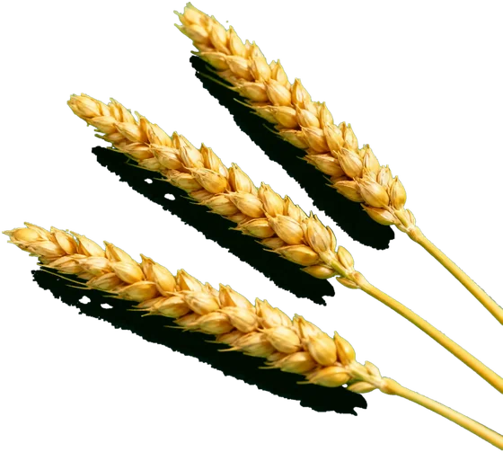 Harvest grain